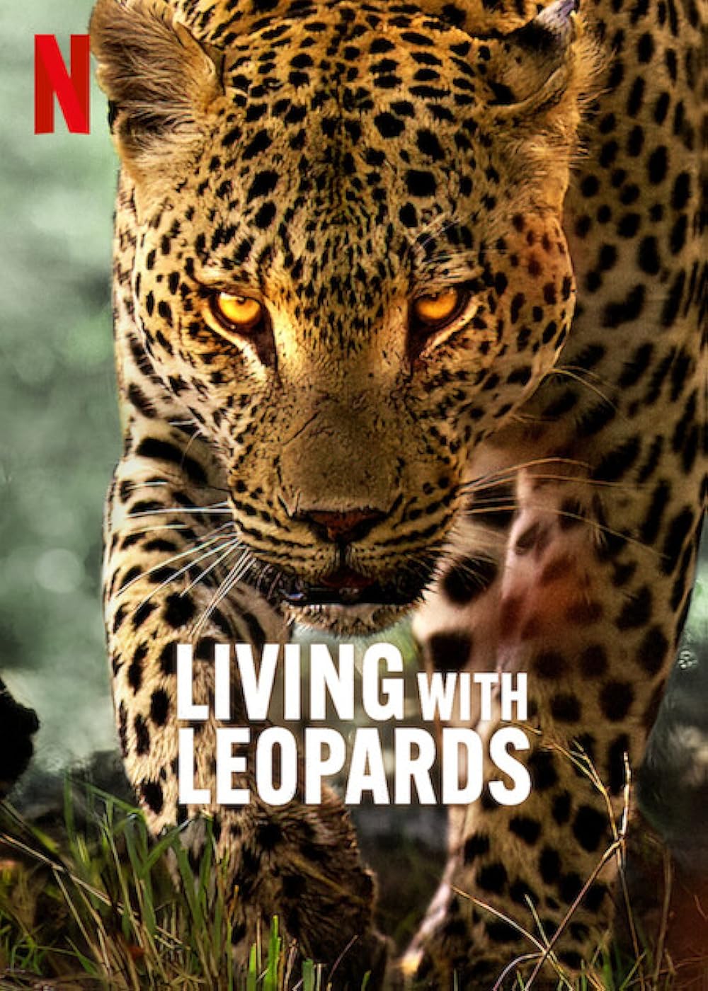 Living with Leopards ( 2024 )